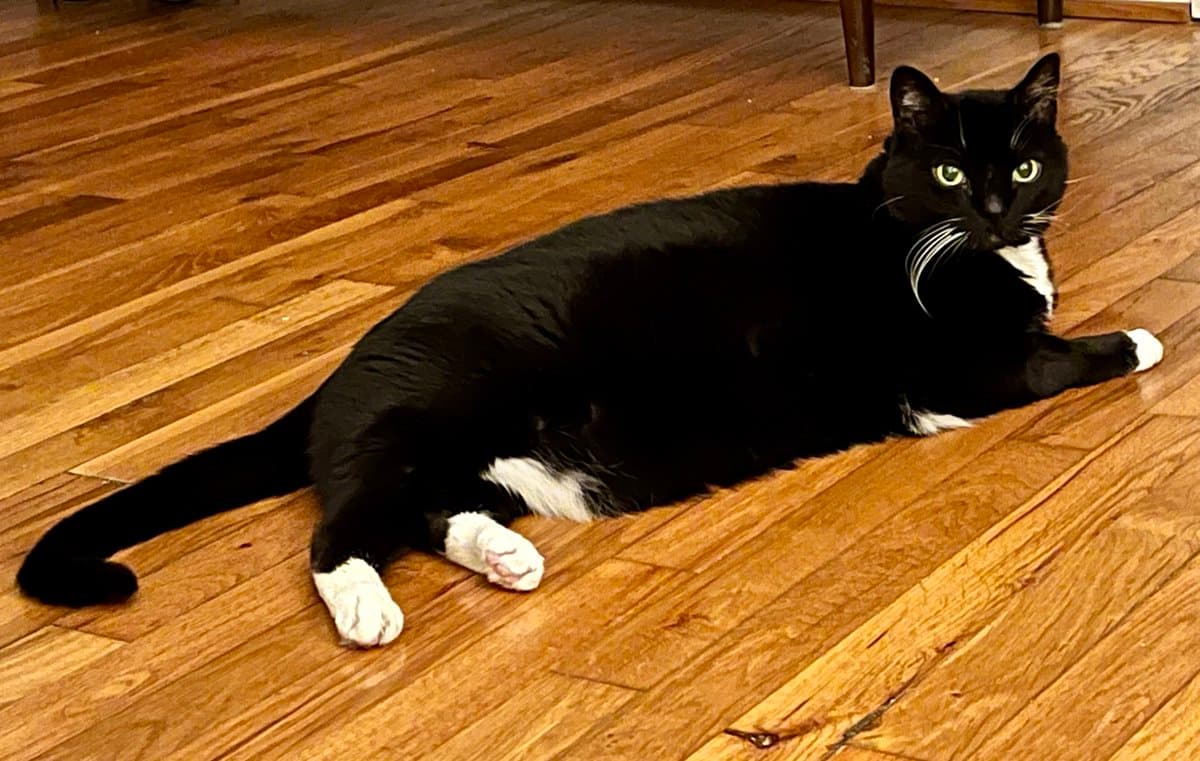 A black and white cat is lying on a wooden floor, looking directly at the camera with a calm expression. The cat has white paws, a white chest, and white whiskers.