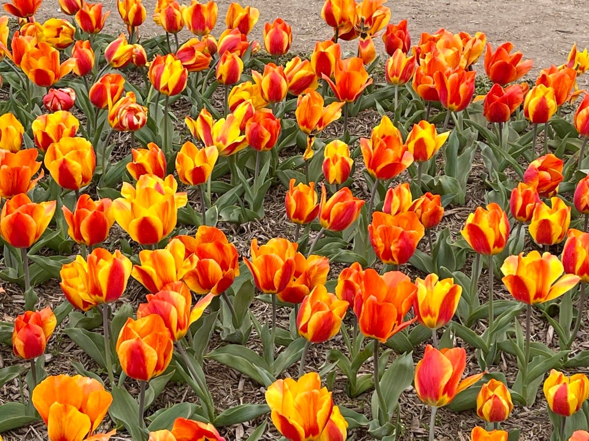 A dense field of blooming tulips with vibrant orange and yellow petals, growing in a patch of soil with green leaves. The flowers are tightly packed, creating a colorful carpet of spring blooms.