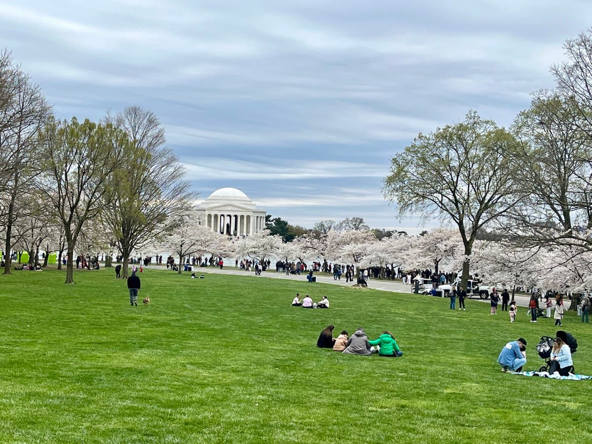 A wide outdoor photograph of the National Mall in Washington, D.C., featuring the Jefferson Memorial in the background and numerous people relaxing on the grass beneath blooming cherry blossom trees.