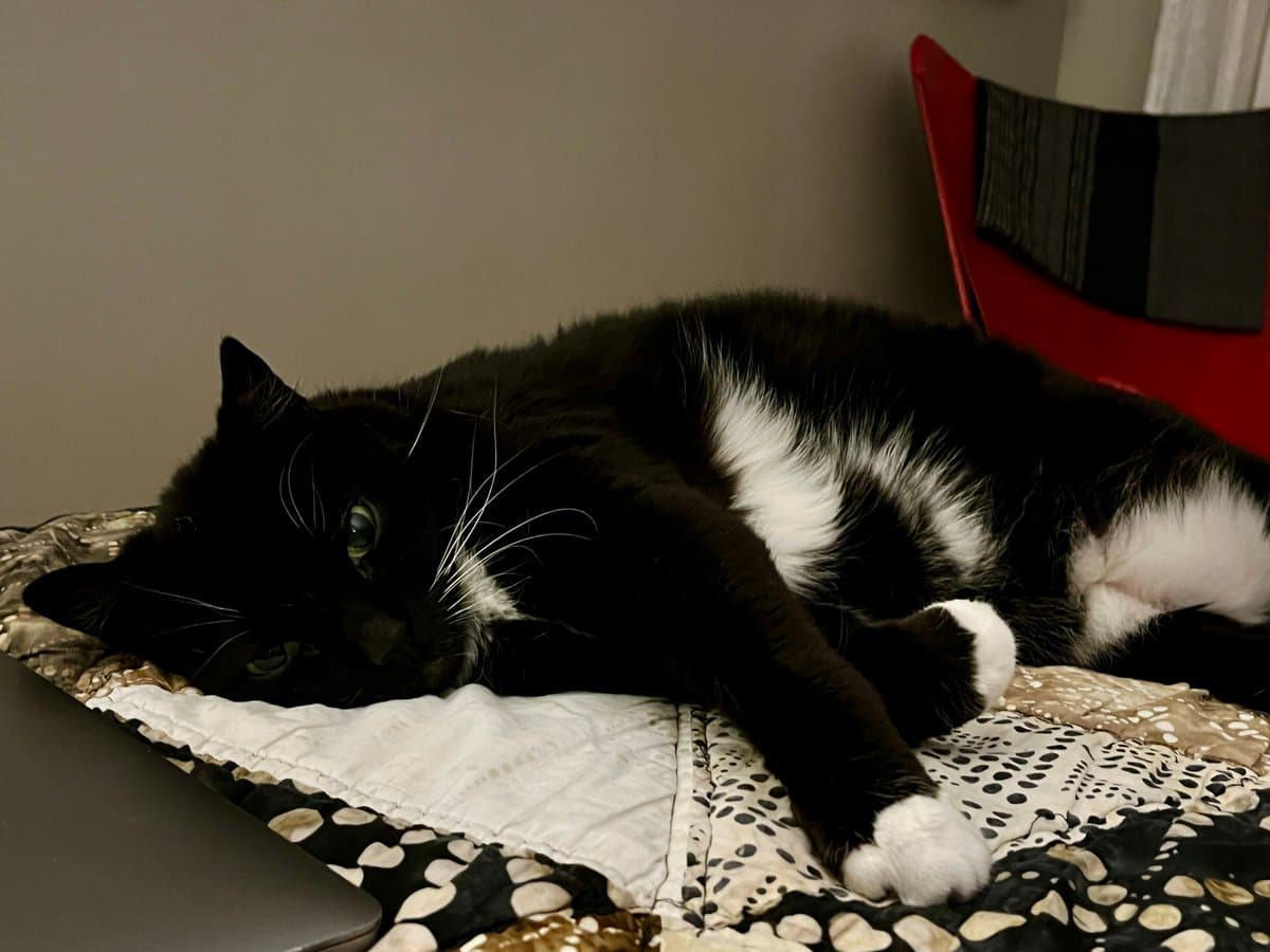 A black and white cat is lying down on a patterned bedspread, resting its head on a white pillow with its eyes open. A red chair is visible in the background against a plain wall.