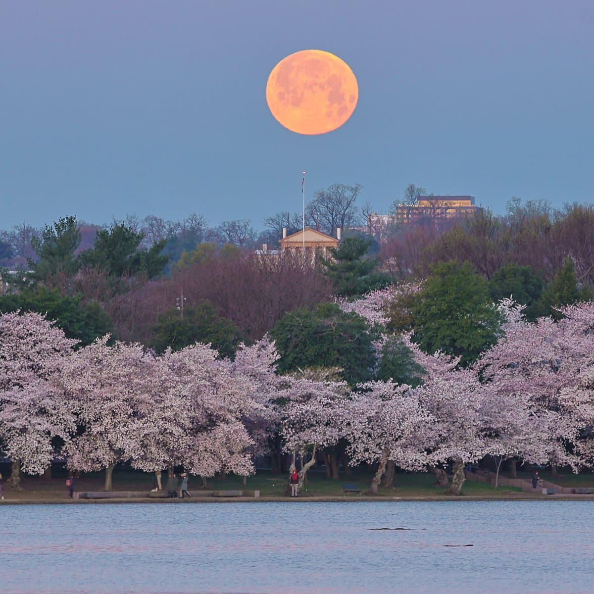 A large, orange full moon hangs in a clear blue sky above a city skyline and a row of blooming cherry blossom trees along a waterfront. The scene captures a serene moment with the moon positioned prominently over the landscape.