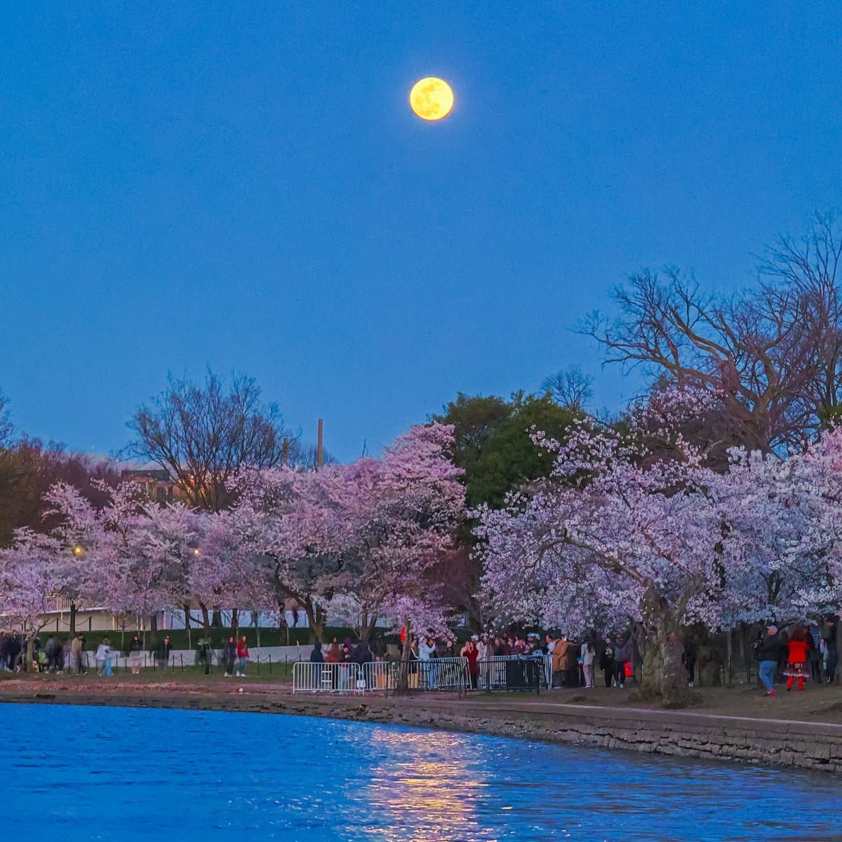 A full moon hangs in a deep blue twilight sky above a waterfront lined with blooming cherry blossom trees. A crowd of people stands along the shore, separated from the water by a low stone wall and metal barricades, with the moon's reflection shimmering on the surface below.