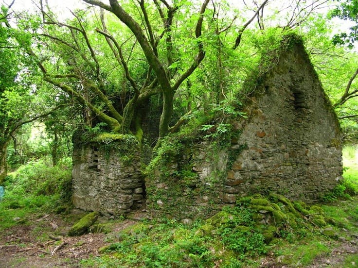 A photograph of a dilapidated stone ruin overgrown with moss and vines, with a large tree growing directly through the structure.