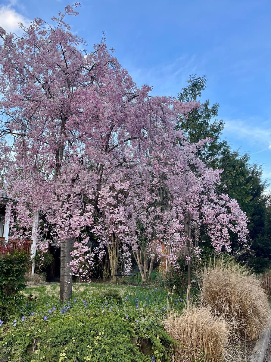 A large, blooming cherry blossom tree with pink flowers stands in a garden setting, surrounded by green shrubs, ornamental grasses, and a blue sky with light clouds.