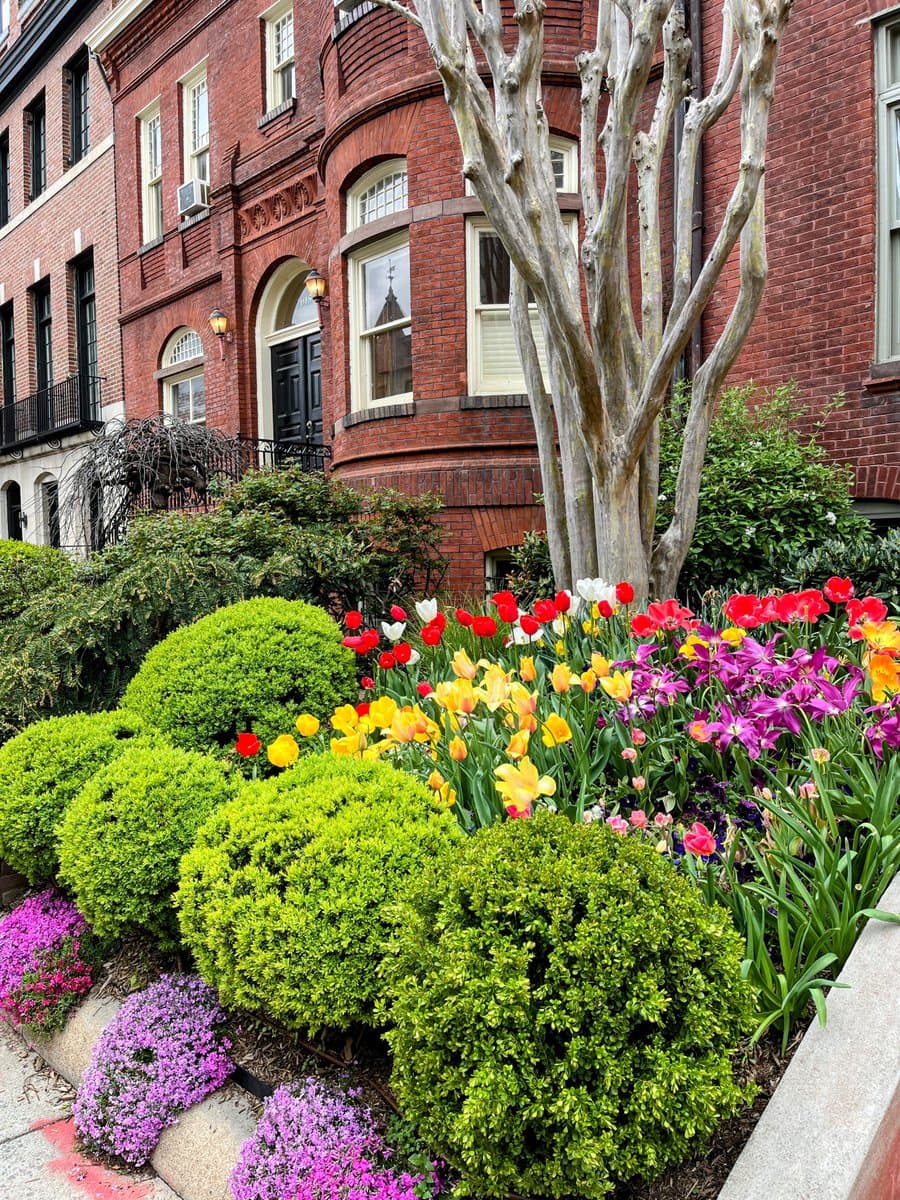 A vibrant spring garden in front of a red brick building, featuring neatly trimmed green shrubs, a leafless tree, and a colorful array of blooming tulips and other flowers.