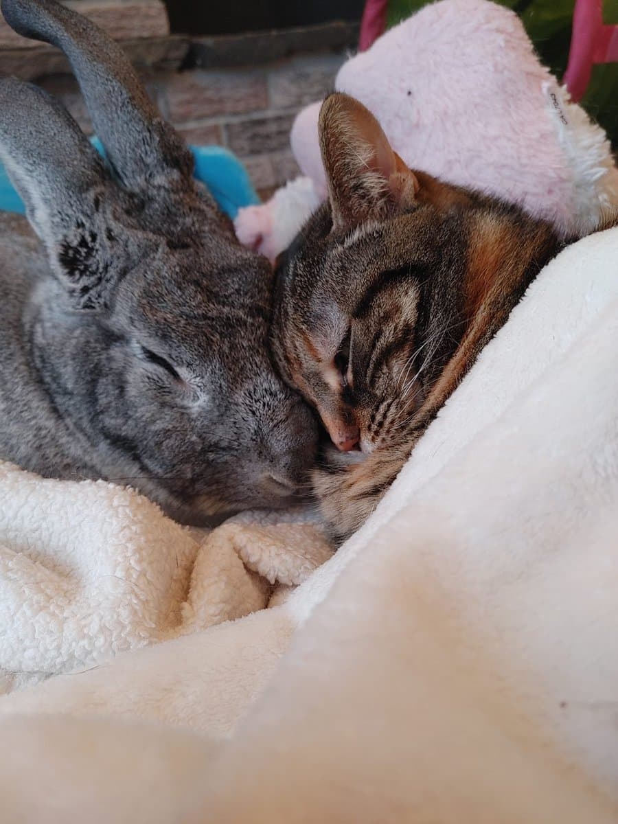 A close-up photograph of a gray rabbit and a tabby cat resting their heads together on a soft, cream-colored blanket. Both animals have their eyes closed, appearing to sleep peacefully side-by-side.