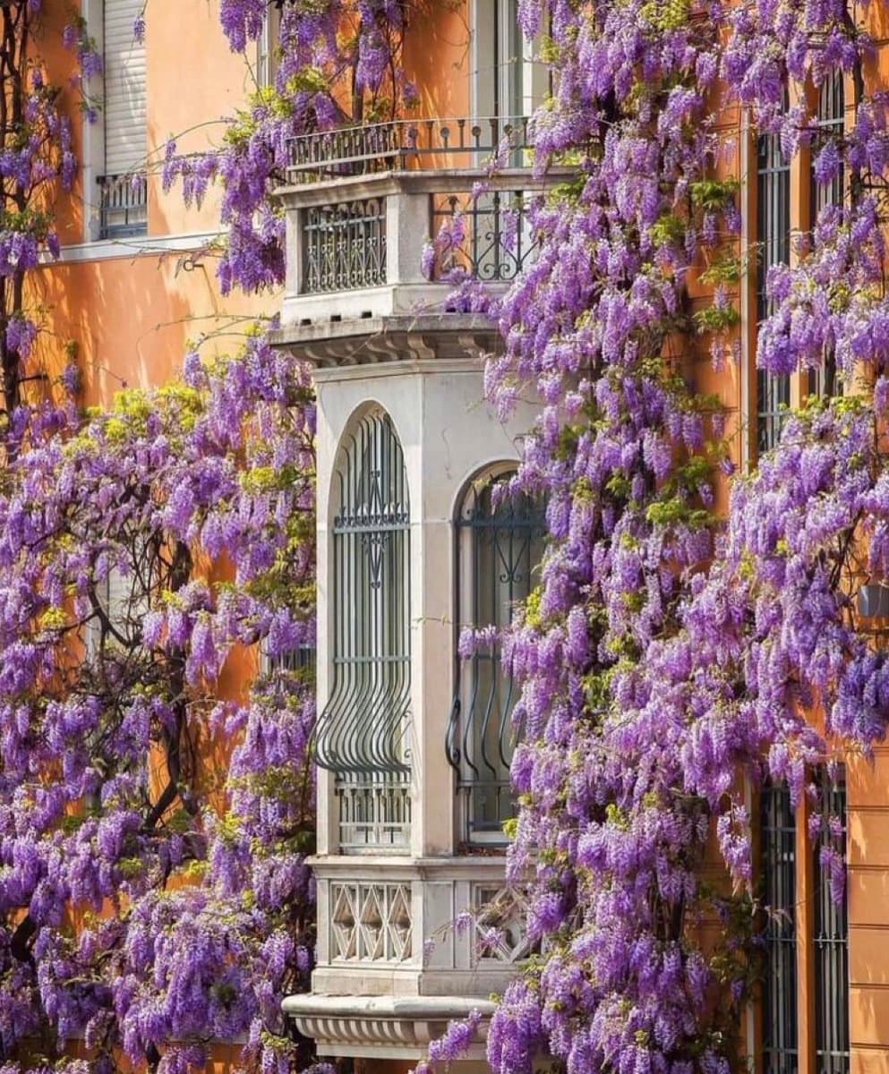 A photograph of a building facade covered in cascading purple wisteria flowers, featuring a white stone balcony with arched windows and iron railings against an orange wall.