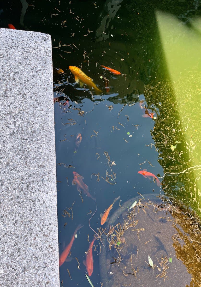 A top-down view of a pond containing several orange and red koi fish swimming in dark water, bordered by a concrete edge on the left and a green reflection on the right.