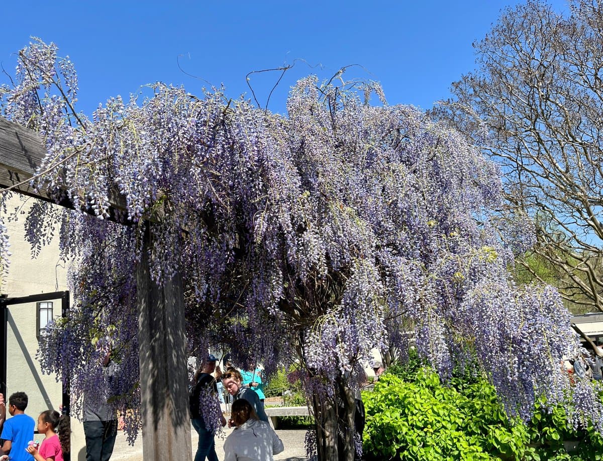 A large wisteria tree with cascading purple flowers is trained over a wooden pergola in an outdoor garden setting, with several people walking and standing beneath it on a sunny day.