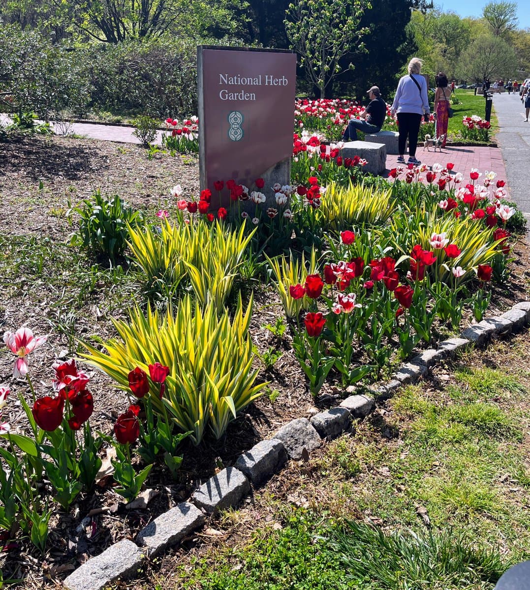 A sunny outdoor photograph of a flower garden featuring beds of red and white tulips and yellow-green ornamental grasses, with a large sign reading "National Herb Garden" in the center. Several people are visible in the background walking along a paved path and sitting on stone benches.