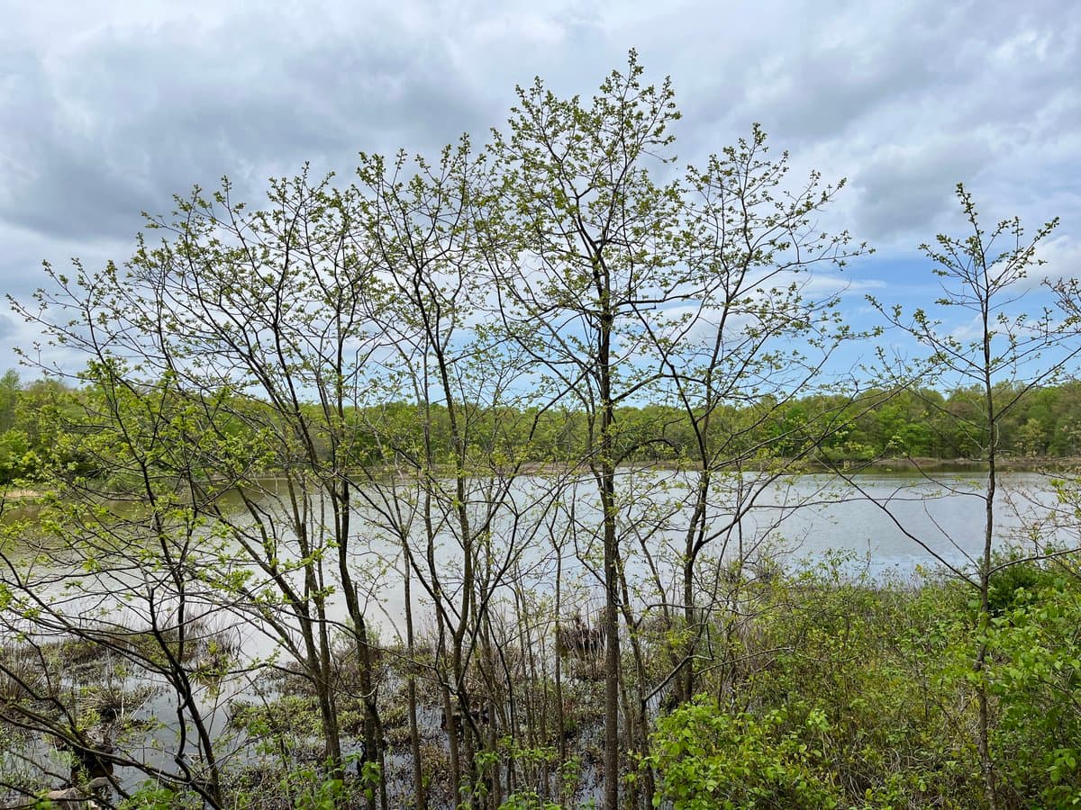 A landscape photograph showing a body of water, likely a pond or lake, viewed through a foreground of young, leafy trees and shrubs. The background features a dense tree line under a cloudy sky.