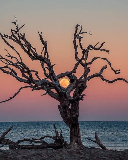A photograph of a bare, gnarled tree standing on a rocky shore in front of a body of water, with a full moon visible through its branches against a pink and orange sunset sky.