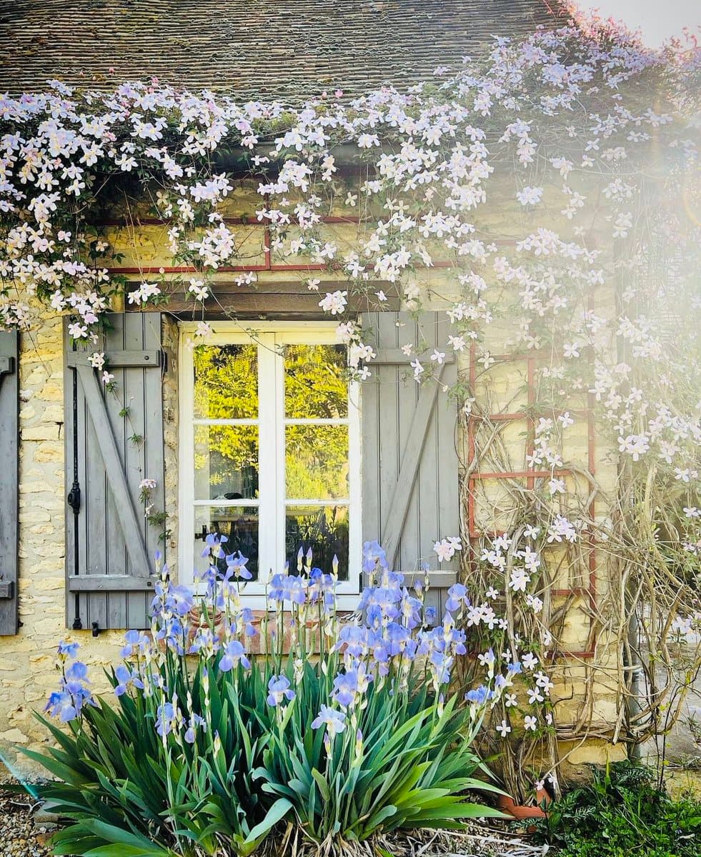 A sunlit photograph of a rustic stone house with a window framed by weathered gray shutters, surrounded by climbing white flowers and a bed of purple irises in the foreground.