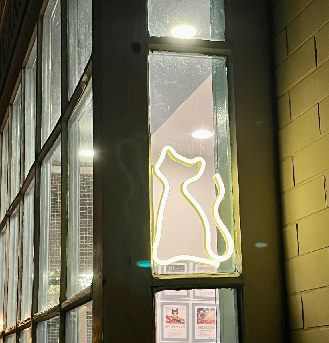 A glowing white neon sign in the shape of a cat is displayed in a window, with a brick wall visible to the right. Below the sign, framed posters featuring cats are visible inside the building.
