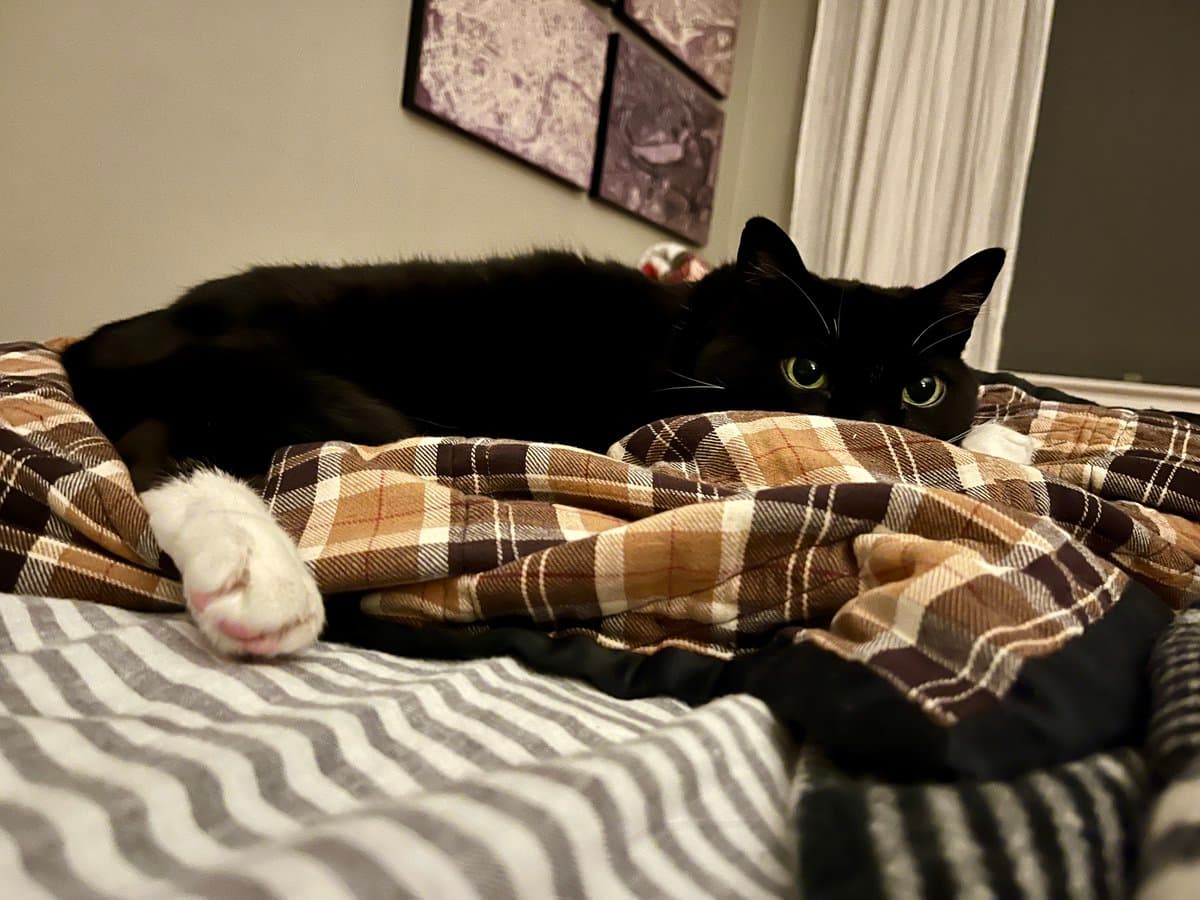 A black and white cat is lying on a bed, partially covered by a brown and white plaid blanket, with its head and one white paw visible. The cat is looking directly at the camera with wide eyes. In the background, there is a wall with a piece of art and a window with blinds.