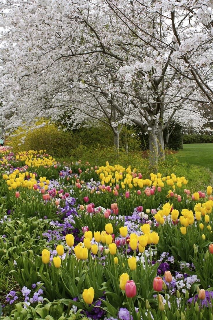 A vibrant spring garden scene featuring a dense bed of yellow, pink, and purple tulips and other flowers in the foreground, with a large tree covered in white blossoms in the background.