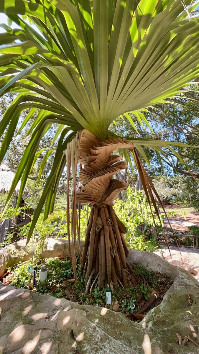A low-angle outdoor photograph of a large fan palm tree with a thick, textured trunk and a crown of green leaves, planted in a stone-edged bed.