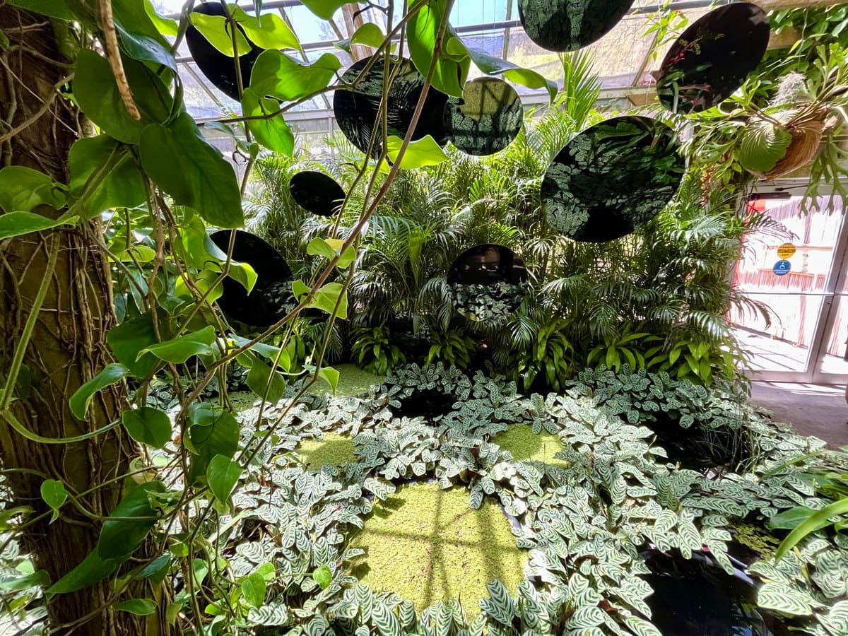 A lush indoor garden display featuring patterned foliage and suspended black circular mirrors, arranged in a style inspired by Yayoi Kusama's art. The scene is set within a greenhouse structure with a glass ceiling and metal framework.