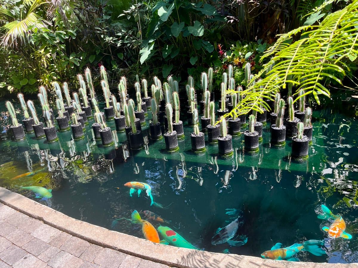 A garden pond filled with colorful koi fish, featuring a grid of potted cacti planted in the water to create a Kusama-inspired art installation. Lush tropical foliage surrounds the pond, with a stone walkway visible in the foreground.