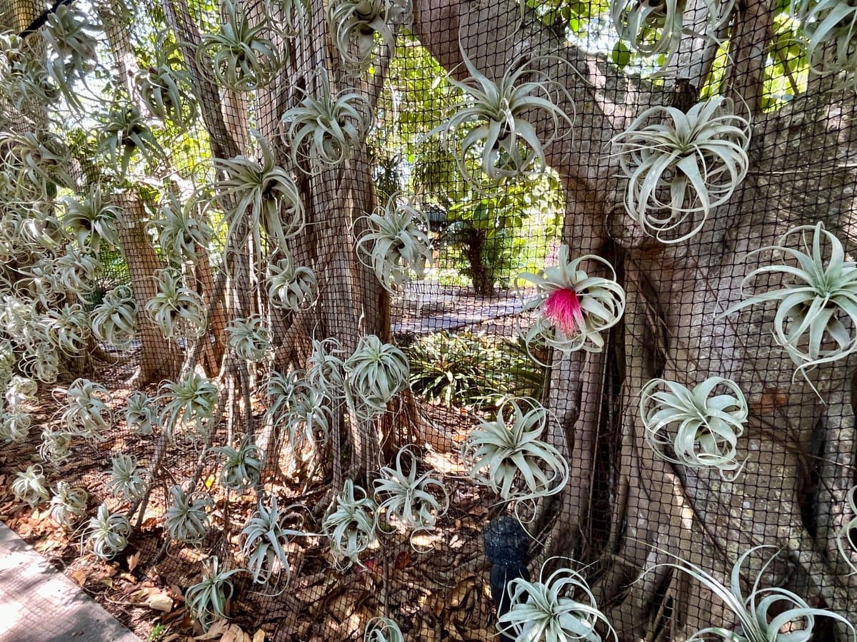 A photograph of numerous silver-green air plants attached to a black mesh netting wrapped around tree trunks, with one plant in the center blooming with a bright pink flower.