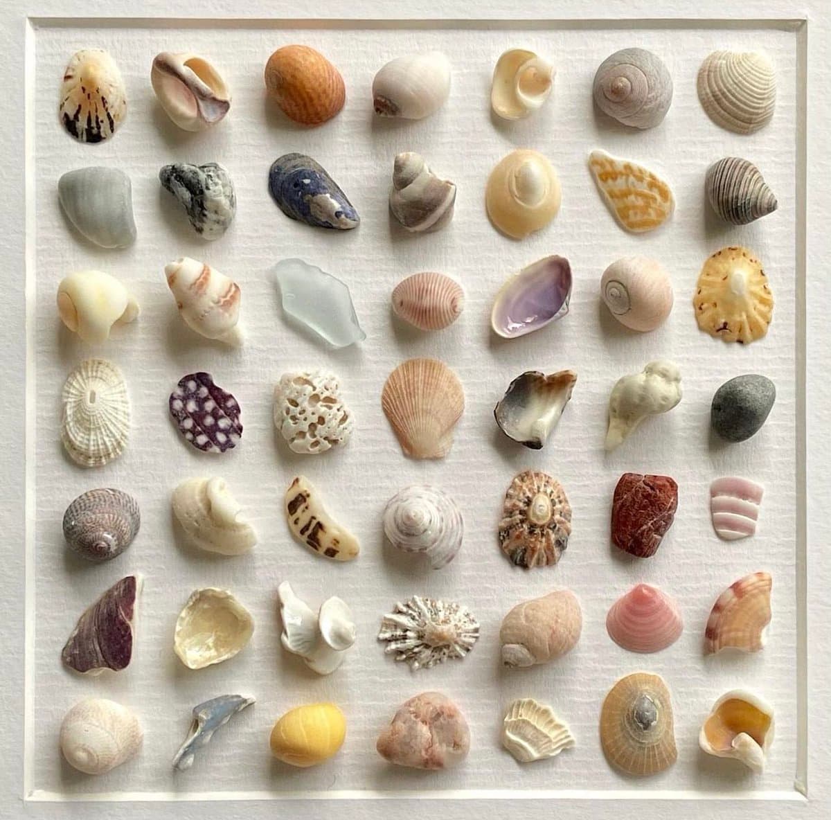 A framed display of 49 assorted seashells and small stones arranged in a neat grid on a white background. The collection features a variety of shapes, sizes, and colors, including spirals, scallops, and smooth pebbles.