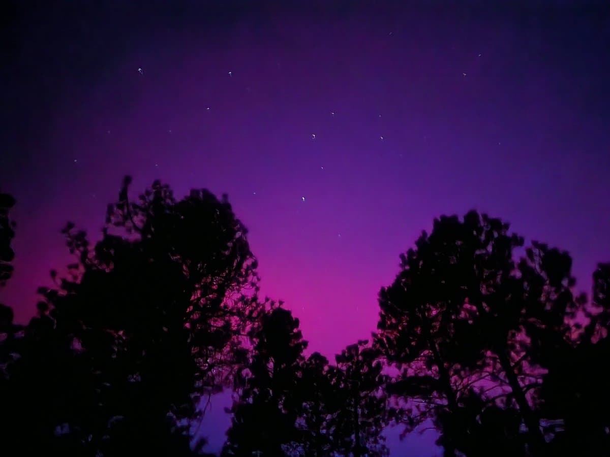 A night sky glowing with vibrant purple and pink aurora borealis above the dark silhouettes of pine trees. Several faint stars are visible in the upper portion of the sky.