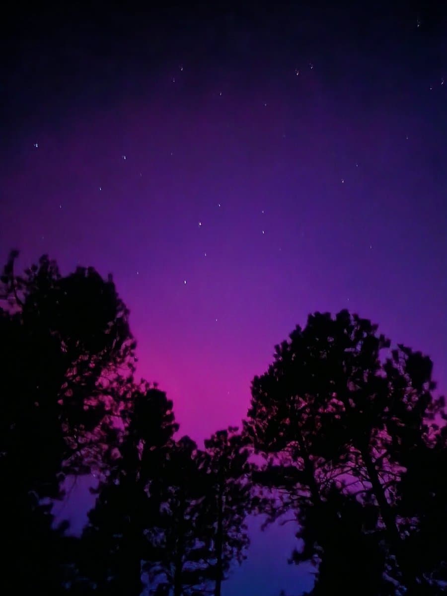 A night sky photograph showing a vibrant purple and pink aurora borealis glowing above the silhouettes of pine trees. The scene is set against a dark, starry background.