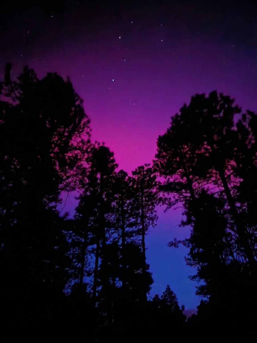 A night sky photograph showing vibrant purple and blue aurora borealis glowing above the silhouettes of pine trees, with several stars visible in the upper atmosphere.