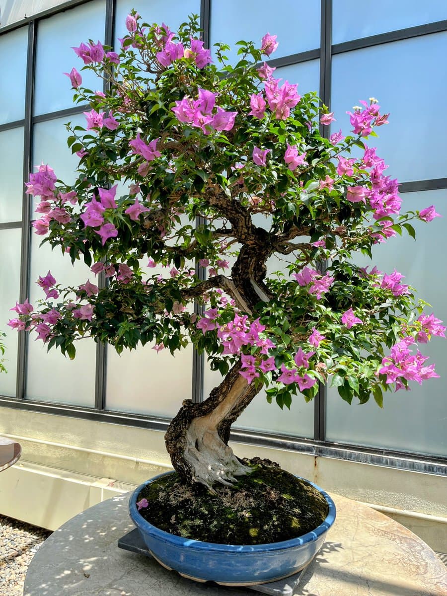 A potted bonsai tree with vibrant pink flowers and green leaves sits on a stone table in front of a glass-walled building. The tree has a thick, gnarled trunk and is planted in a blue ceramic pot.
