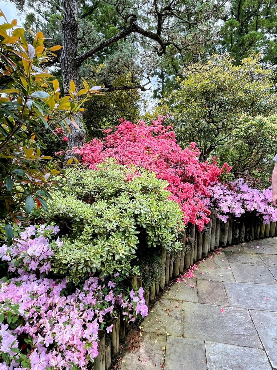 A garden scene featuring a stone pathway bordered by a low wooden fence, behind which are blooming pink and purple azalea bushes and green shrubbery.