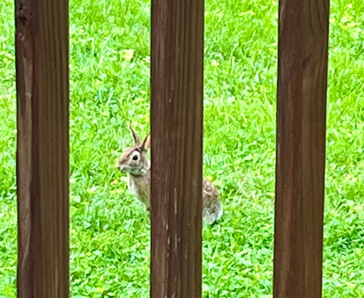 A small brown rabbit is partially visible through the vertical slats of a wooden fence, standing in a bright green grassy area.