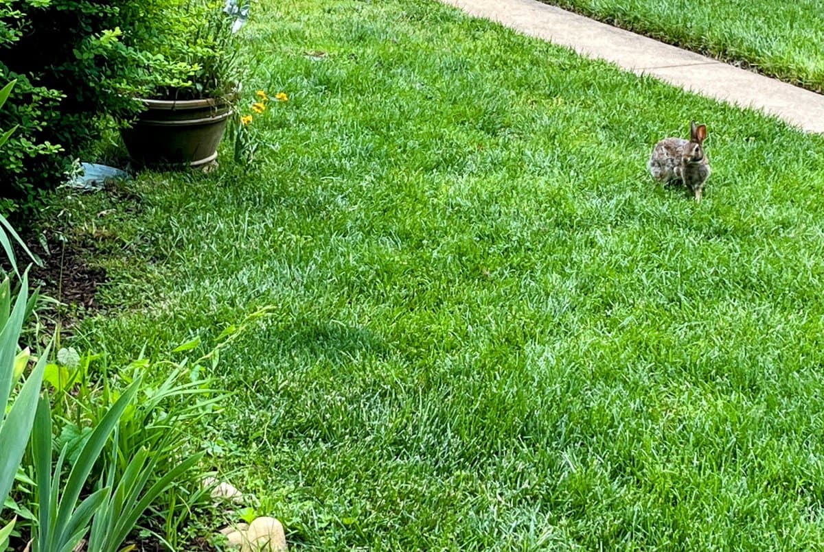 A small brown rabbit sits on a green lawn near a concrete path, with potted plants and garden foliage visible on the left side of the frame.