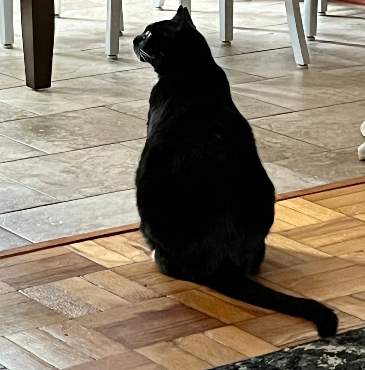 A black cat sits on a wooden parquet floor, facing away from the camera and looking toward a tiled area with table legs in the background.