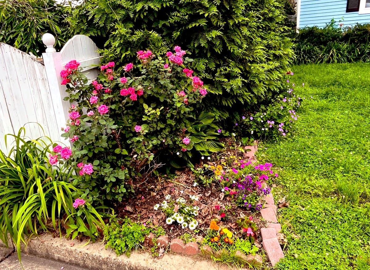 A vibrant garden bed featuring a blooming pink rose bush, white daisies, and purple flowers, bordered by red bricks and set against a backdrop of a white fence and a blue house.