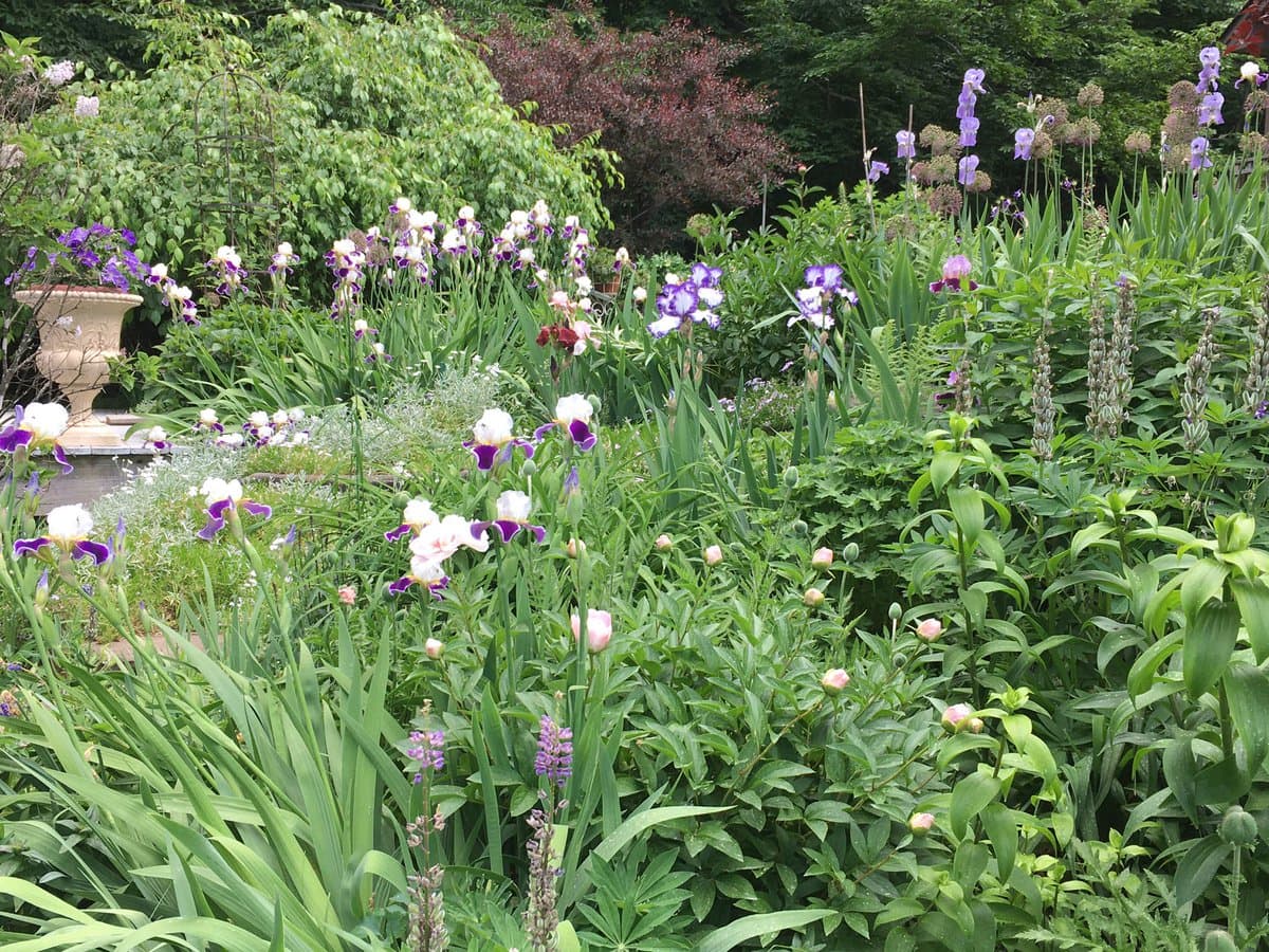 A lush garden scene filled with blooming irises in shades of white, purple, and pink, surrounded by dense green foliage and other flowering plants. A stone planter is visible on the left side of the garden.