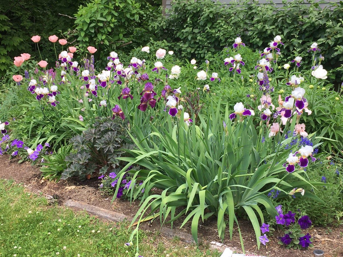 A vibrant garden bed filled with blooming flowers, including purple and white irises, pink poppies, and purple pansies, set against a backdrop of lush green foliage.
