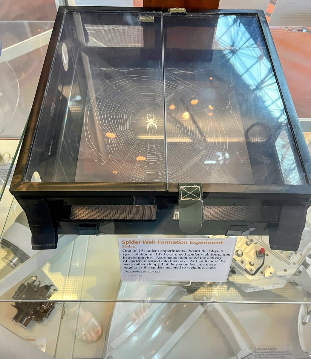 A photograph of a museum exhibit featuring a glass-topped box containing a spider web, displayed on a glass shelf. A label below the box identifies it as the 'Spider Web Formation Experiment' from the Skylab space station.