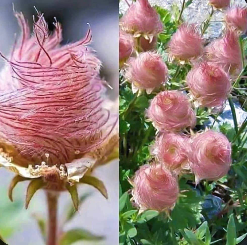 A split-screen photograph showing the pink, fluffy seed heads of the Geum triflorum plant. The left panel features a close-up of a single seed head, while the right panel displays a cluster of several seed heads on the plant.