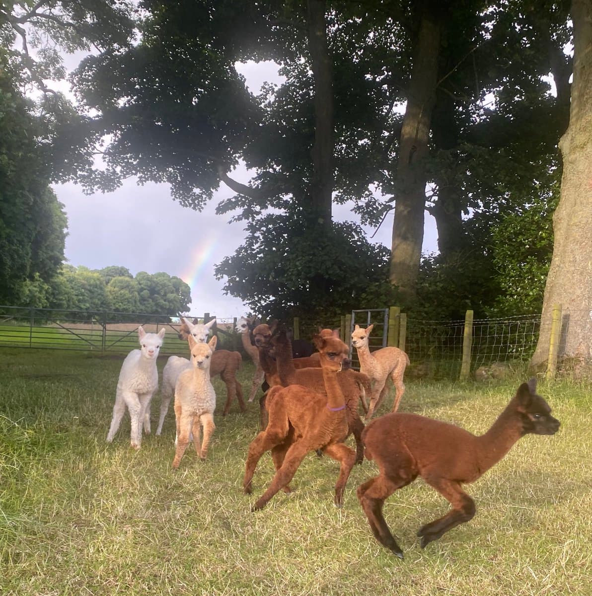 A herd of alpacas in various shades of brown and white stands on a grassy field under a canopy of large trees. A rainbow is visible in the cloudy sky in the background, behind a wire fence.