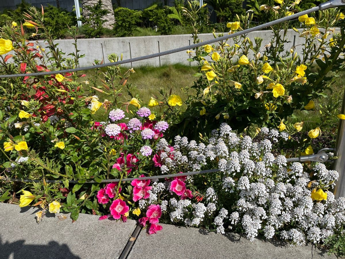 A vibrant garden bed featuring a mix of yellow, pink, purple, and white flowers growing behind a metal cable fence, with a concrete wall and greenery in the background.