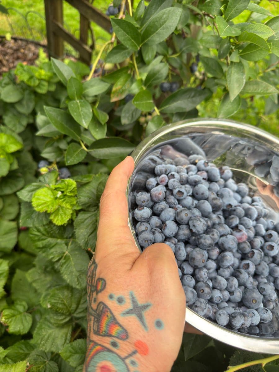 A first-person view of a tattooed hand holding a metal bowl filled with freshly picked blueberries in front of a leafy blueberry bush. The background shows green foliage and a wooden fence, indicating an outdoor garden setting.