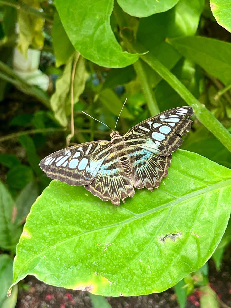 A close-up photograph of a butterfly with black, white, and iridescent blue markings resting on a large green leaf. The background consists of blurred green foliage, suggesting a garden or pavilion setting.