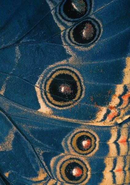 A close-up photograph of a butterfly wing featuring a deep blue background with several large, circular eye-spots (ocelli) in black, yellow, and white, along with striped patterns in yellow and orange.