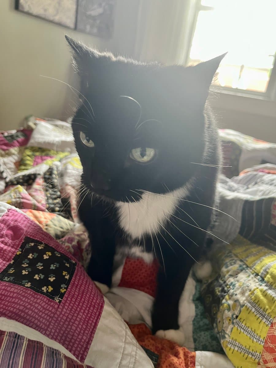 A black and white tuxedo cat with green eyes sits on a colorful patchwork quilt, looking directly at the camera. The background shows a bright window and a framed picture on the wall.