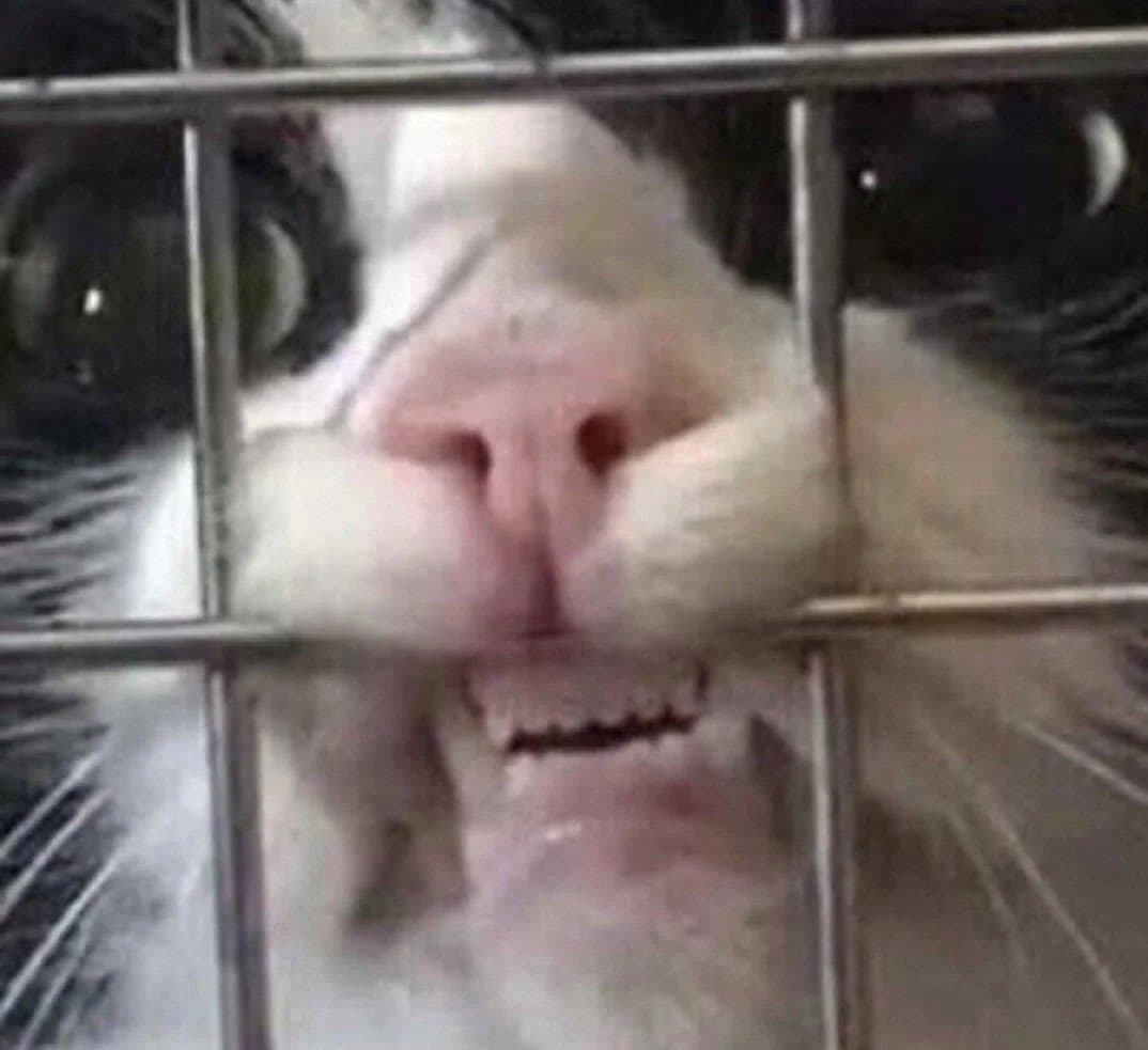 A close-up photograph of a black and white cat's face pressed against the metal bars of a cage, with its mouth open to reveal its teeth. The image has a humorous, meme-like quality due to the cat's expression.