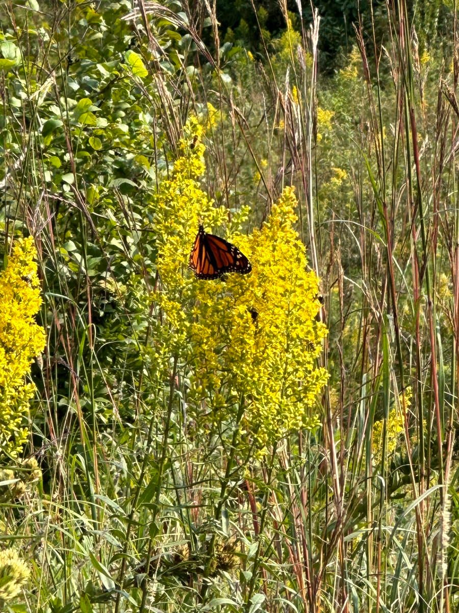 A monarch butterfly with orange and black wings rests on a tall stalk of yellow wildflowers in a grassy field.