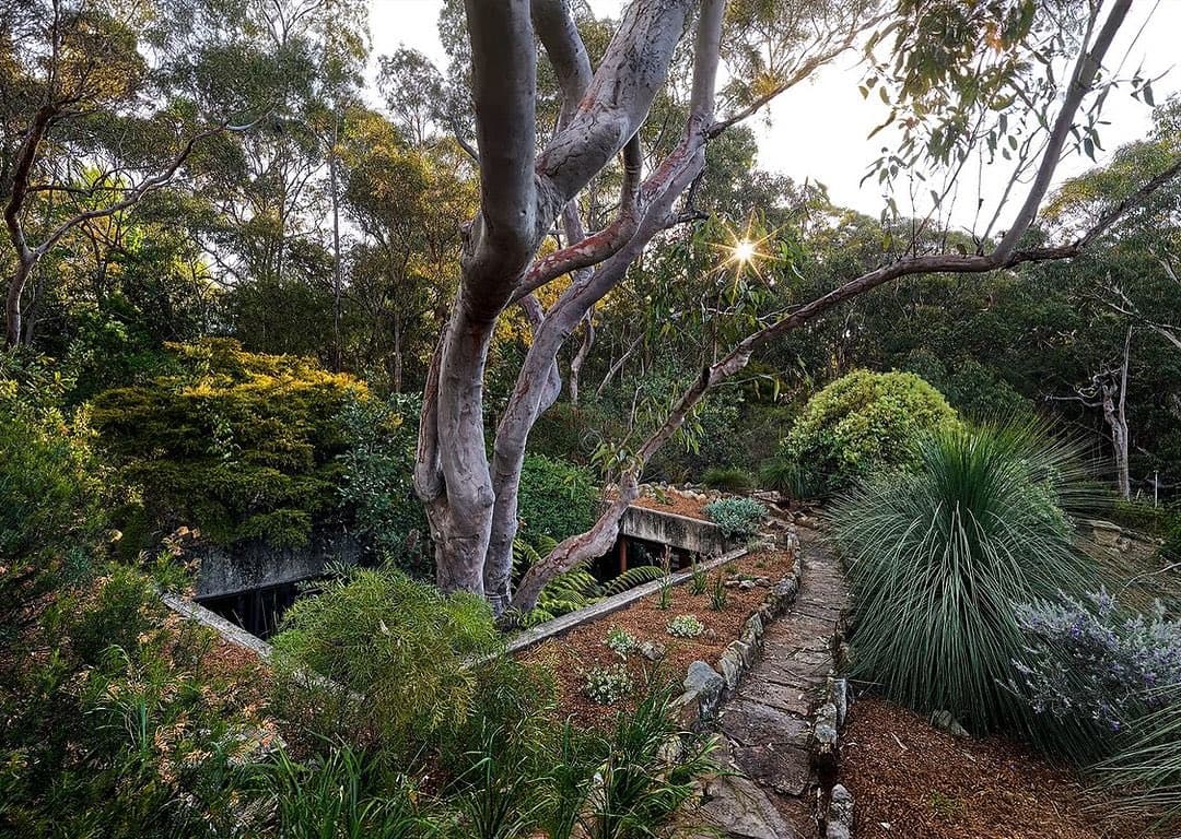 A lush, forested garden scene featuring a stone pathway winding through dense greenery, including a large eucalyptus tree and a prominent spiky grass plant. Sunlight filters through the canopy, creating a bright flare in the upper right, while a low stone wall borders the path.