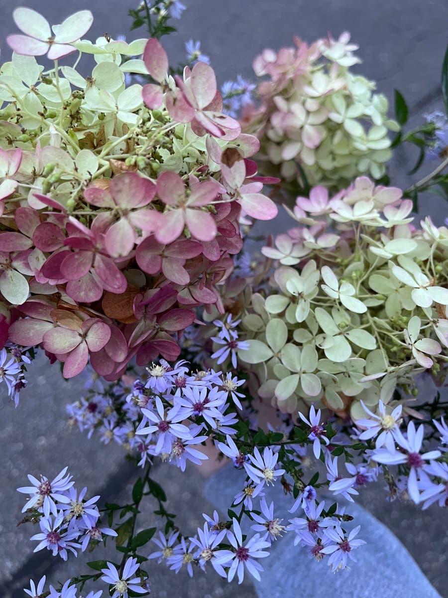 A close-up photograph of a floral arrangement featuring large hydrangea blooms in shades of pale green and pink, accented with sprigs of small purple asters.