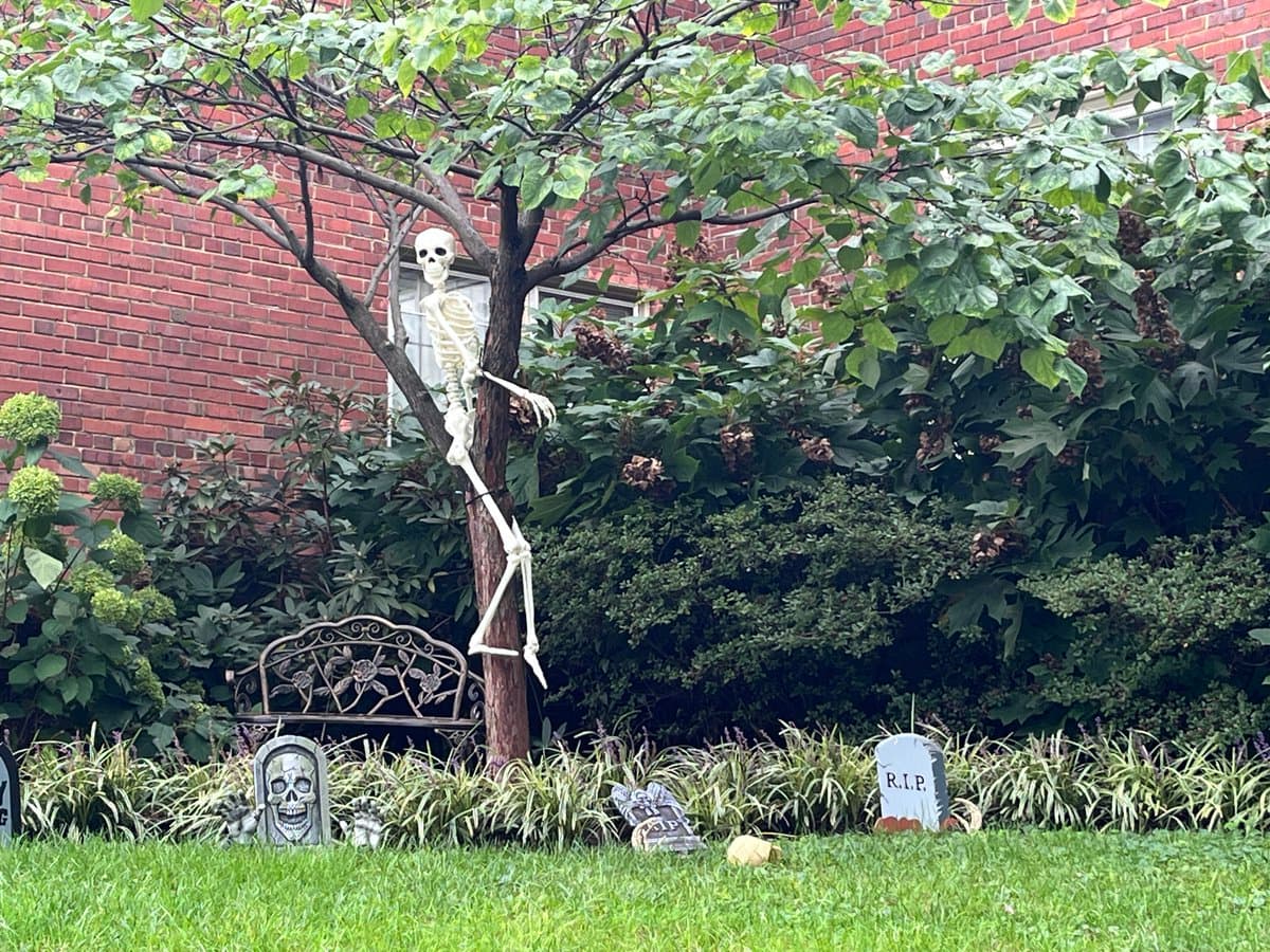 A Halloween decoration featuring a plastic skeleton hanging from a tree in a garden, surrounded by small tombstones and a metal bench in front of a brick building.