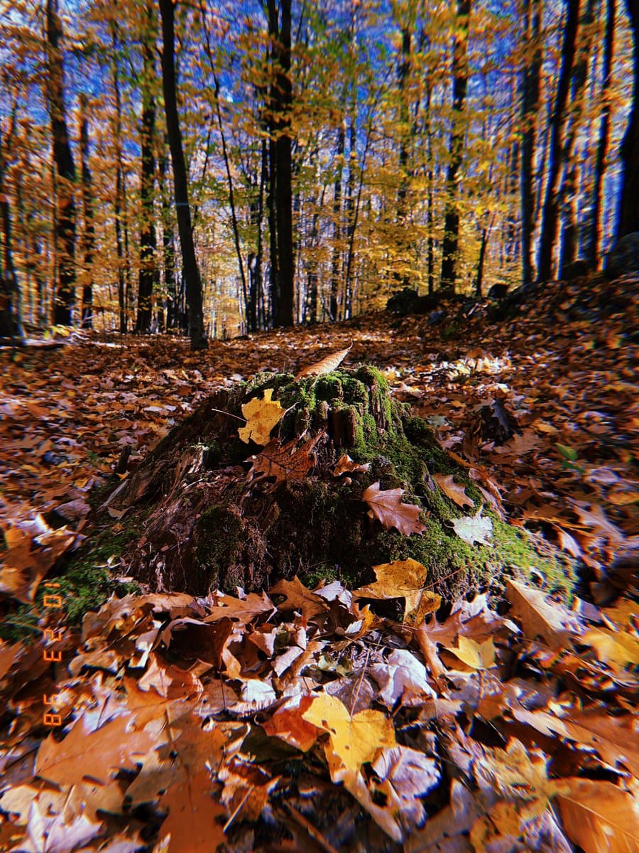 A low-angle photograph of a moss-covered tree stump in a forest during autumn, surrounded by fallen leaves and tall trees with yellow foliage. The image has a vintage, grainy aesthetic with a date stamp in the corner.